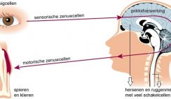 Werking van het zenuwstelsel