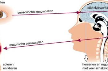 Werking van het zenuwstelsel