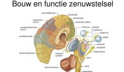 bouw en functie zenuwstelsel