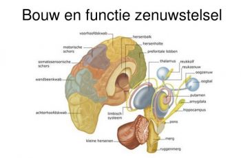 bouw en functie zenuwstelsel